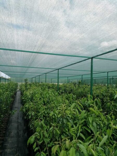 Питомник Твой Сад