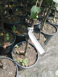 Питомник Твой Сад