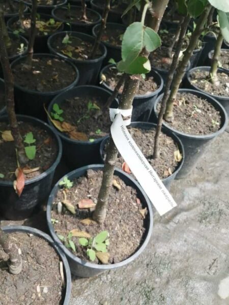 Питомник Твой Сад