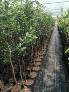 Питомник Твой Сад