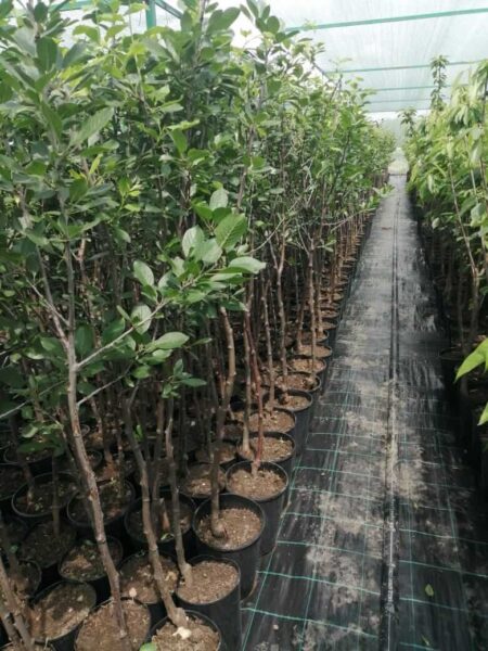 Питомник Твой Сад