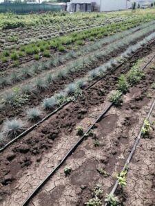 Питомник Твой Сад