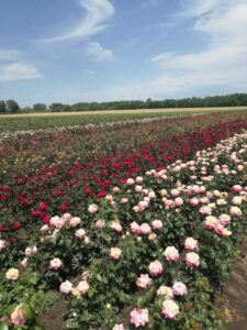 Питомник Твой Сад