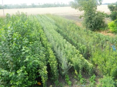 Плодопитомник «Красно-Сад»