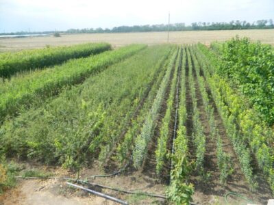 Плодопитомник «Красно-Сад»