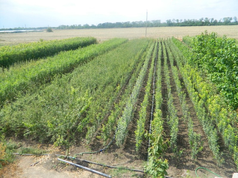 Плодопитомник «Красно-Сад»