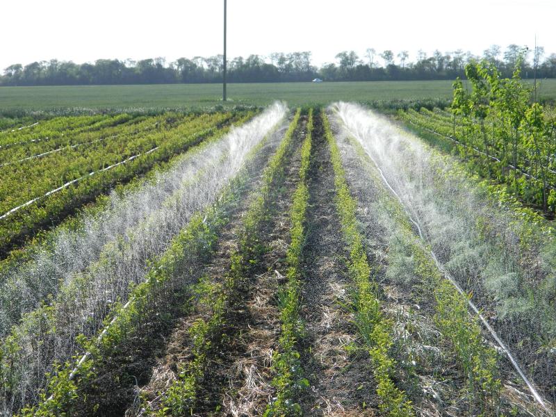 Плодопитомник «Красно-Сад»