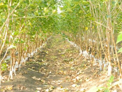 Плодопитомник «Красно-Сад»