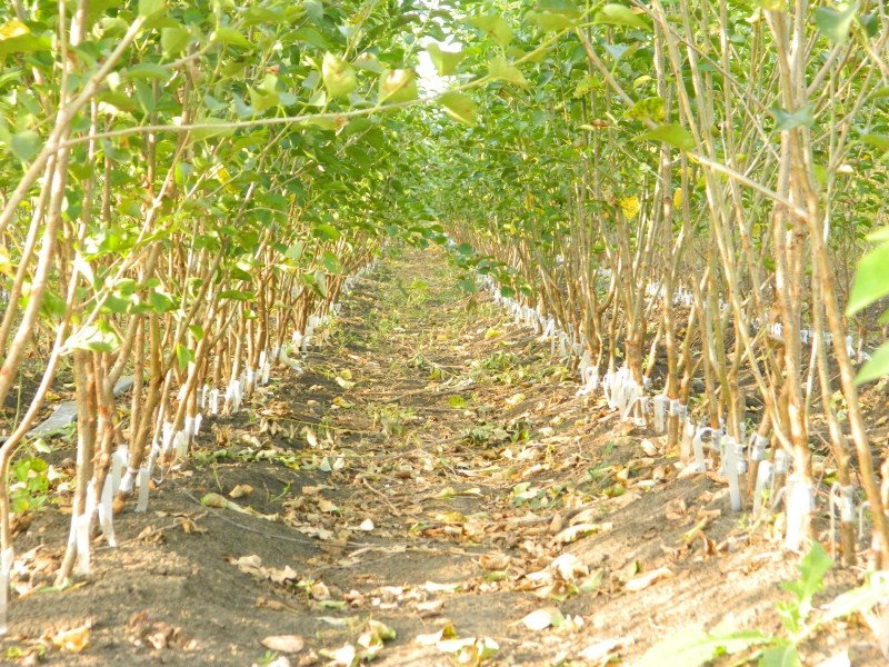 Плодопитомник «Красно-Сад»