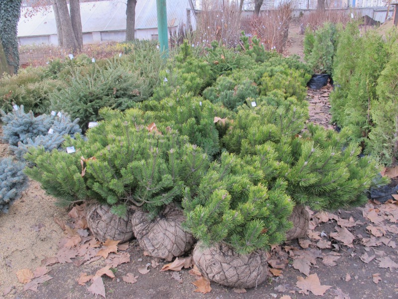 Садовый Центр