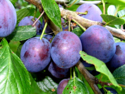 КФХ «Кубанский Сад»