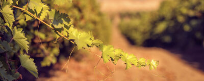 Питомник «Фанагория»