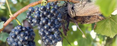 Питомник «Фанагория»