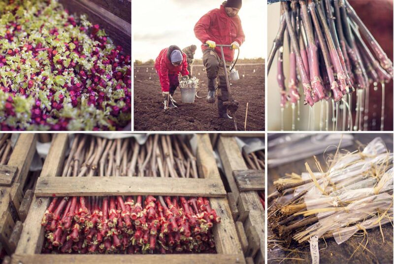 Питомник «Фанагория»