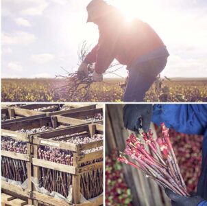 Питомник «Фанагория»