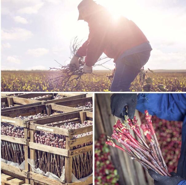 Питомник «Фанагория»