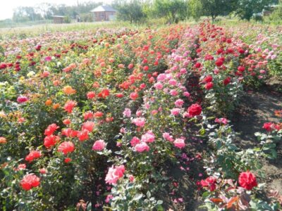 Плодопитомник «Красно-Сад»