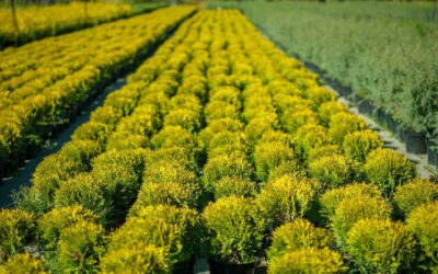 Питомник «Гавриш» (Крымск)