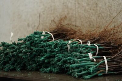 Питомник «Виноградный»