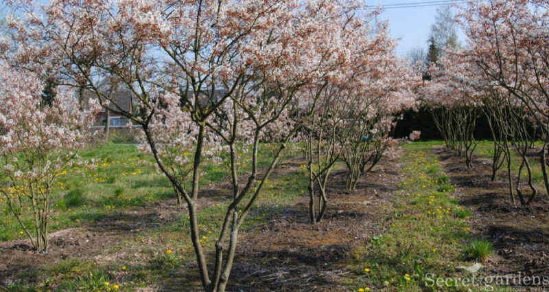 Питомник «ЭкоСад»