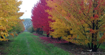 Питомник «ЭкоСад»