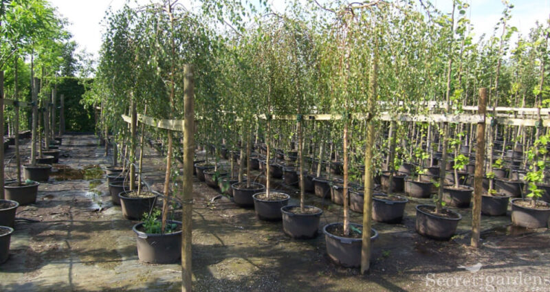 Питомник «ЭкоСад»