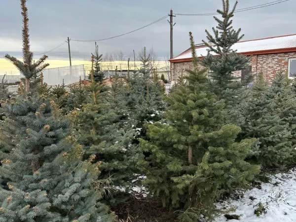 Ландшафтные истории
