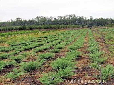 ООО ОПХ им. К.А. Тимирязева