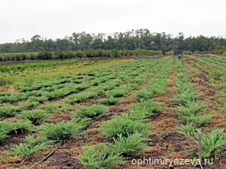 ООО ОПХ им. К.А. Тимирязева
