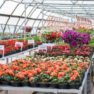 Питомник «Розовый Сад»