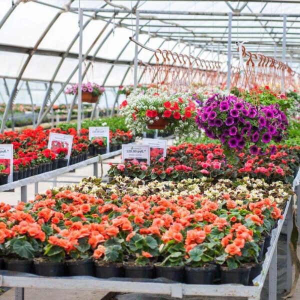 Питомник «Розовый Сад»