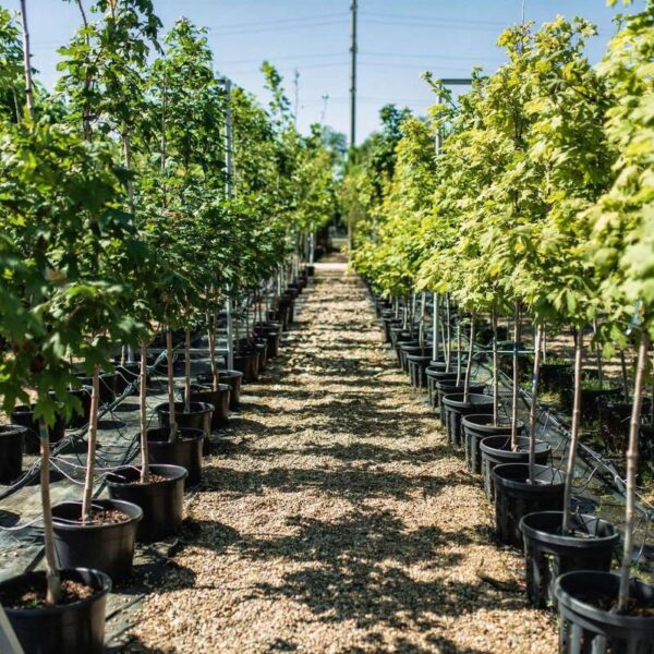 Питомник «Розовый Сад»