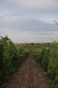 Питомник «Виноградный»