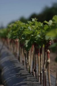 Питомник «Виноградный»