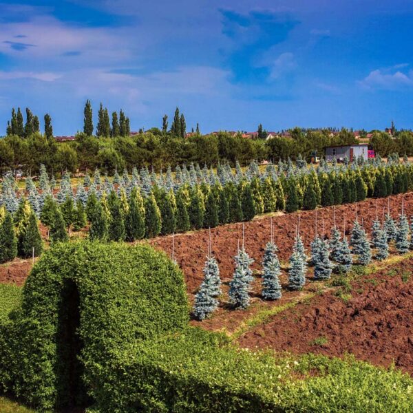 Питомник «Розовый Сад»