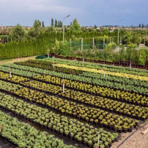 Питомник «Розовый Сад»