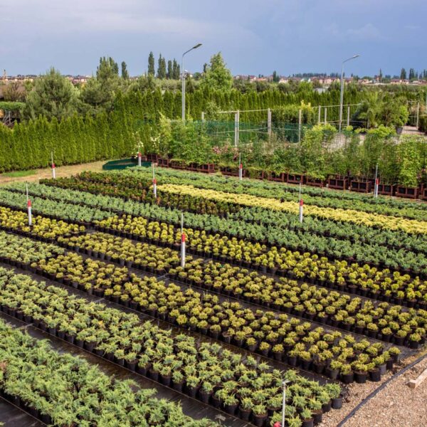 Питомник «Розовый Сад»