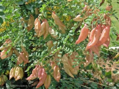 ООО ОПХ им. К.А. Тимирязева