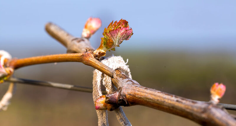 Питомник «Фанагория»