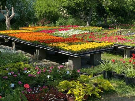 Pro-Flowers (Питомник Субботкиных)