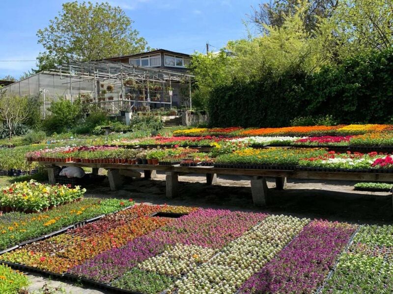 Pro-Flowers (Питомник Субботкиных)